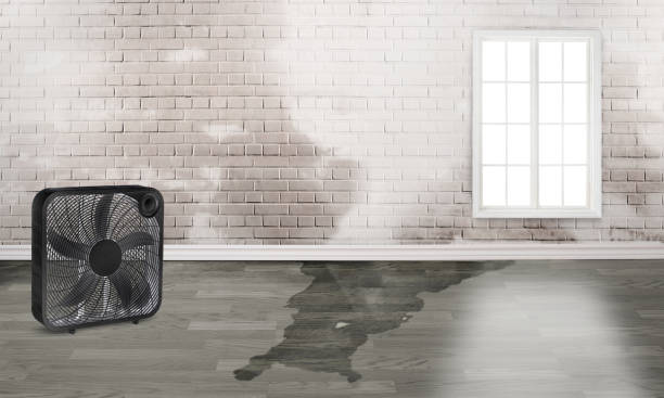 Best Professional water damage repair  in Corbin, KY